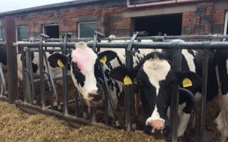 Landluft schnuppern – Klasse 5 besucht einen Bauernhof