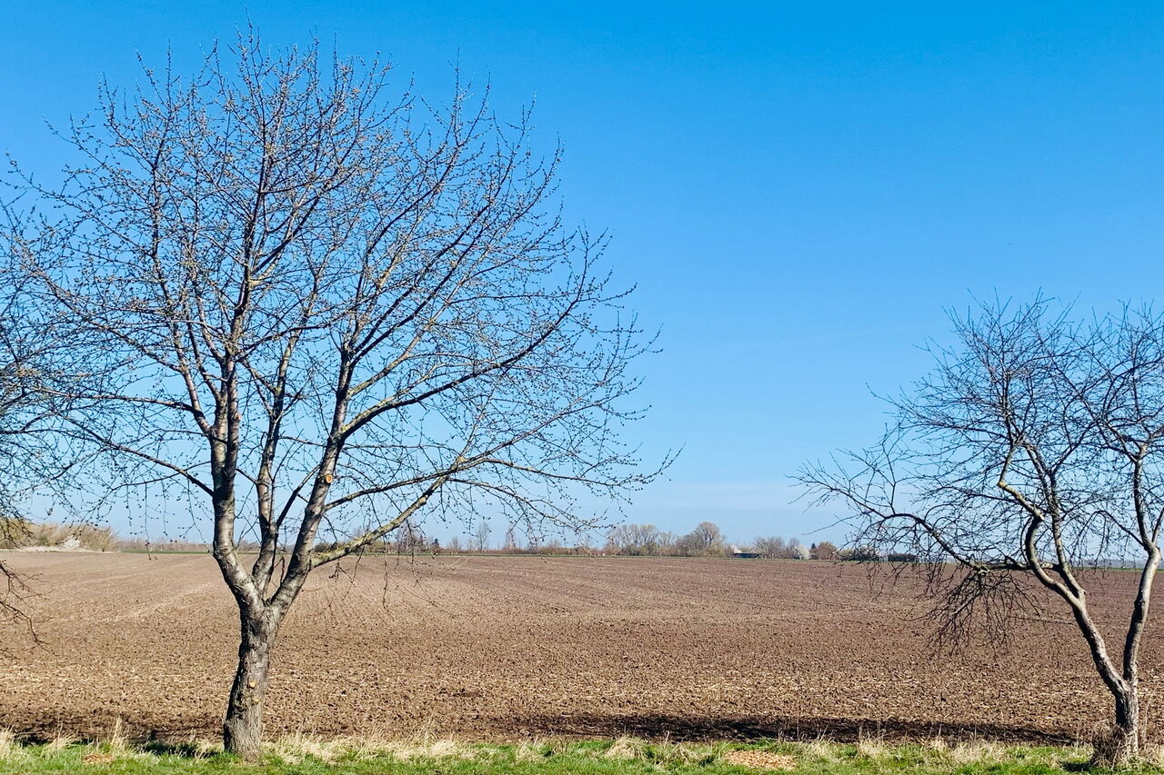 Landwirtschaft in Güsten